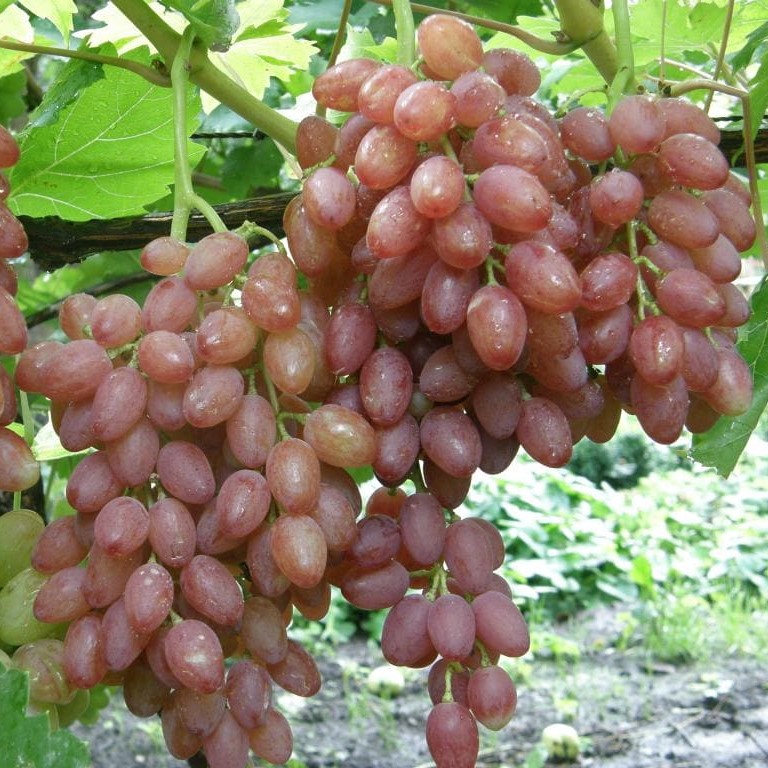 Виноград Кишмиш Лучистый